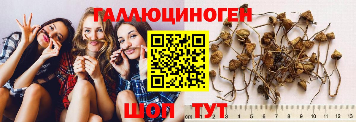 Псилоцибиновые грибы Psilocybine cubensis  Вход с VPN  Заинск 